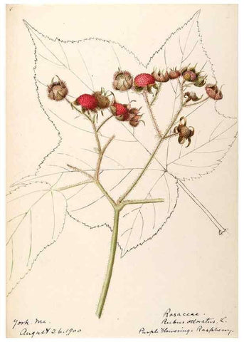 Reproducción/Reproduction 48788950417: [Water-color sketches of plants of North America and Europe]. . 