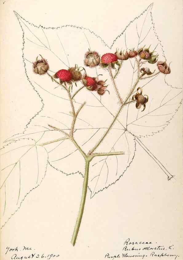 Reproducción/Reproduction 48788950417: [Water-color sketches of plants of North America and Europe]. . 
