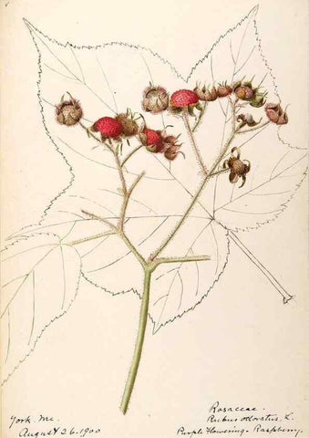 Reproducción/Reproduction 48788950417: [Water-color sketches of plants of North America and Europe]. . 
