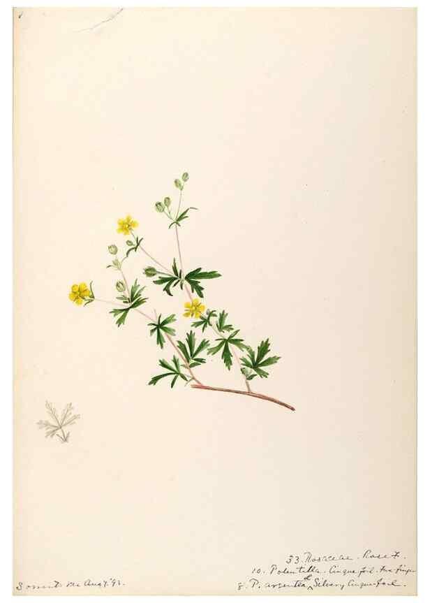 Reproducción/Reproduction 48788944257: [Water-color sketches of plants of North America and Europe]. . 