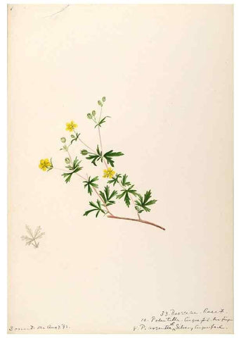 Reproducción/Reproduction 48788944257: [Water-color sketches of plants of North America and Europe]. . 