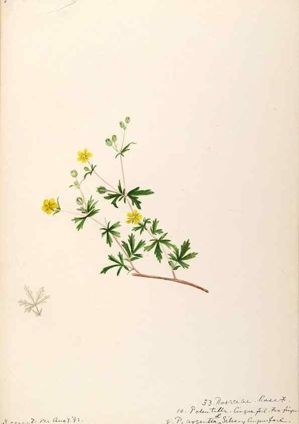 Reproducción/Reproduction 48788944257: [Water-color sketches of plants of North America and Europe]. . 