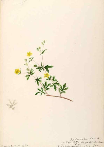 Reproducción/Reproduction 48788944257: [Water-color sketches of plants of North America and Europe]. . 