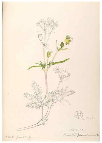 Reproducción/Reproduction 48788943922: [Water-color sketches of plants of North America and Europe]. . 