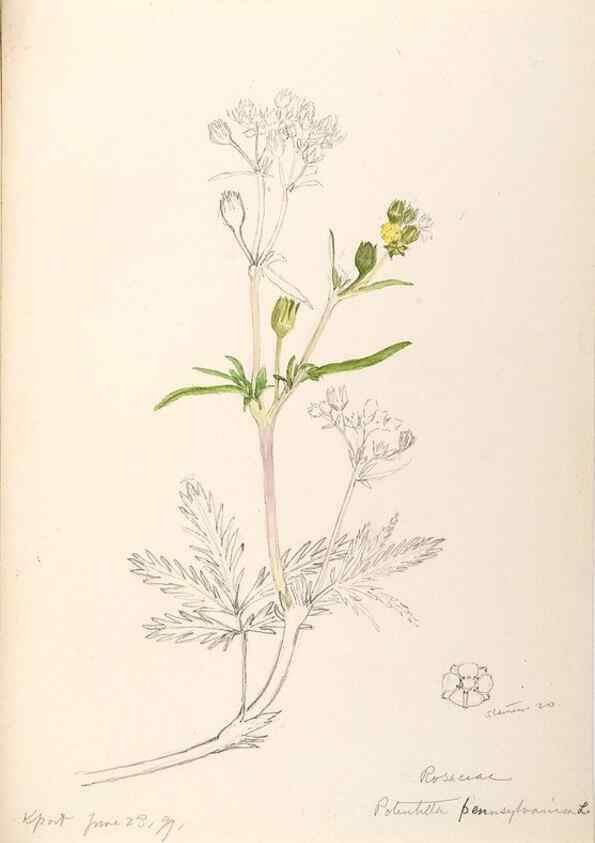 Reproducción/Reproduction 48788943922: [Water-color sketches of plants of North America and Europe]. . 