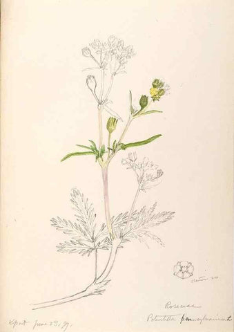 Reproducción/Reproduction 48788943922: [Water-color sketches of plants of North America and Europe]. . 
