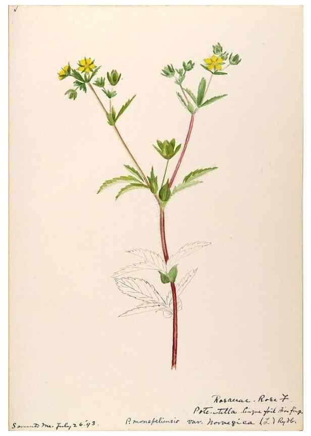 Reproducción/Reproduction 48788943537: [Water-color sketches of plants of North America and Europe]. . 