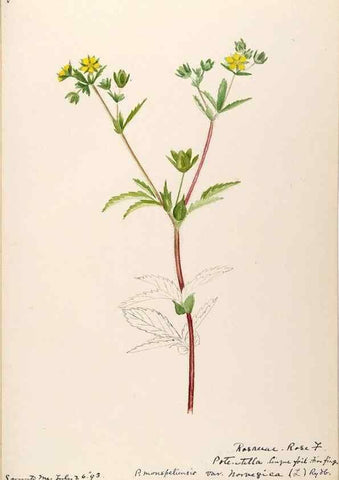 Reproducción/Reproduction 48788943537: [Water-color sketches of plants of North America and Europe]. . 