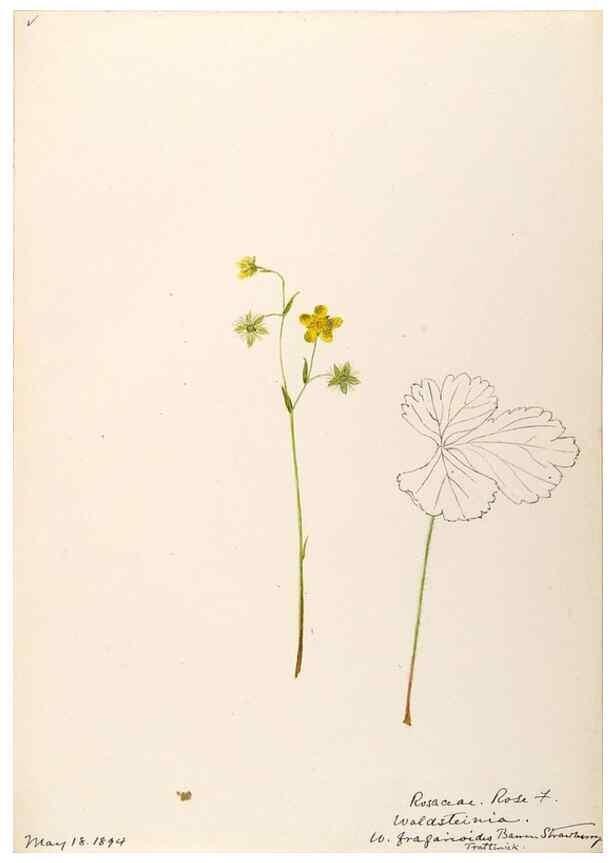 Reproducción/Reproduction 48788437278: [Water-color sketches of plants of North America and Europe]. . 