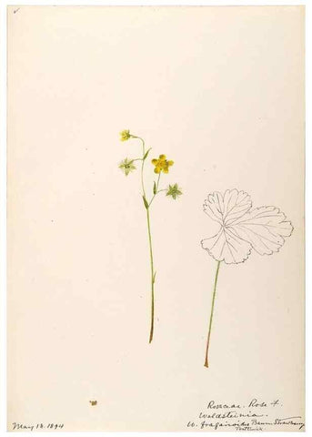 Reproducción/Reproduction 48788437278: [Water-color sketches of plants of North America and Europe]. . 