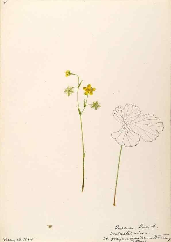 Reproducción/Reproduction 48788437278: [Water-color sketches of plants of North America and Europe]. . 