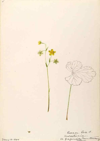 Reproducción/Reproduction 48788437278: [Water-color sketches of plants of North America and Europe]. . 