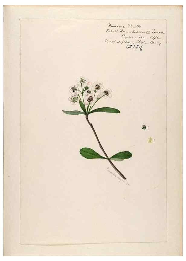 Reproducción/Reproduction 48788430653: [Water-color sketches of plants of North America and Europe]. . 