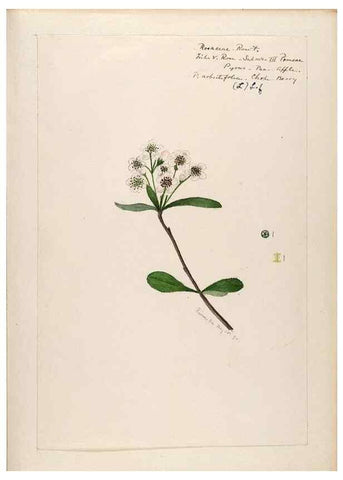 Reproducción/Reproduction 48788430653: [Water-color sketches of plants of North America and Europe]. . 