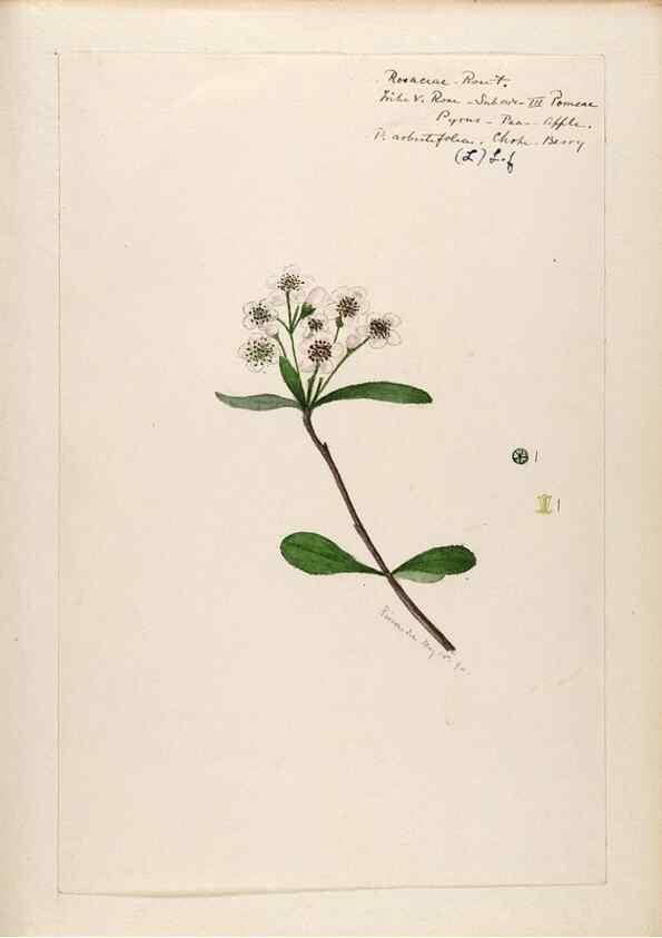 Reproducción/Reproduction 48788430653: [Water-color sketches of plants of North America and Europe]. . 