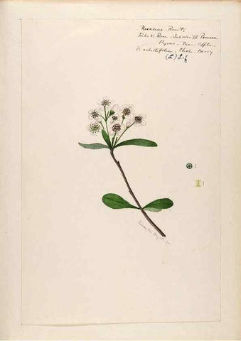 Reproducción/Reproduction 48788430653: [Water-color sketches of plants of North America and Europe]. . 