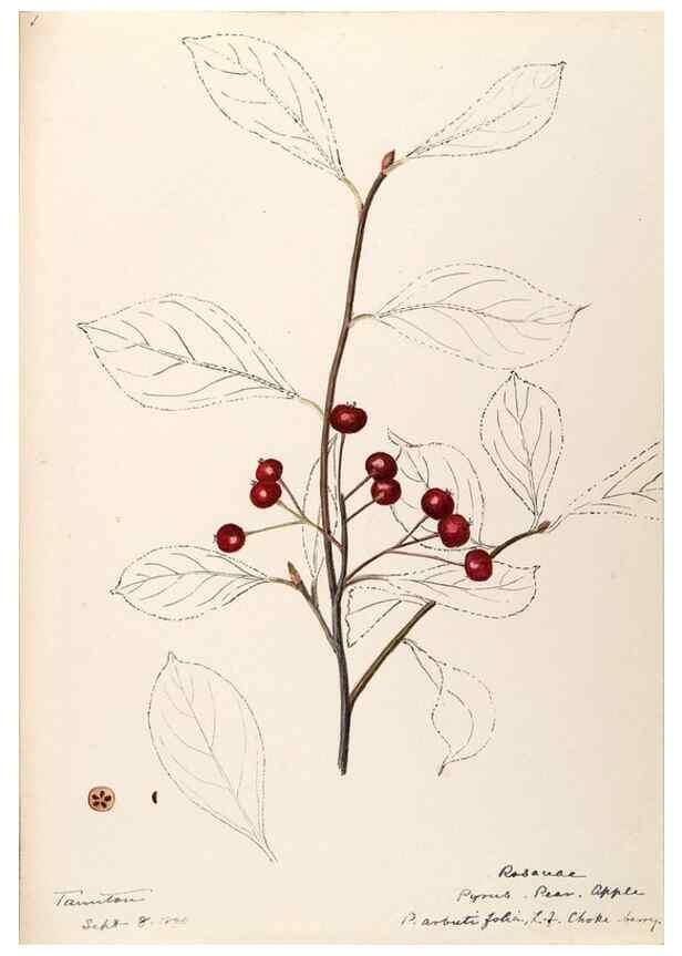 Reproducción/Reproduction 48788937042: [Water-color sketches of plants of North America and Europe]. . 