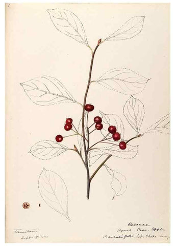 Reproducción/Reproduction 48788937042: [Water-color sketches of plants of North America and Europe]. . 
