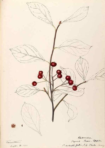 Reproducción/Reproduction 48788937042: [Water-color sketches of plants of North America and Europe]. . 