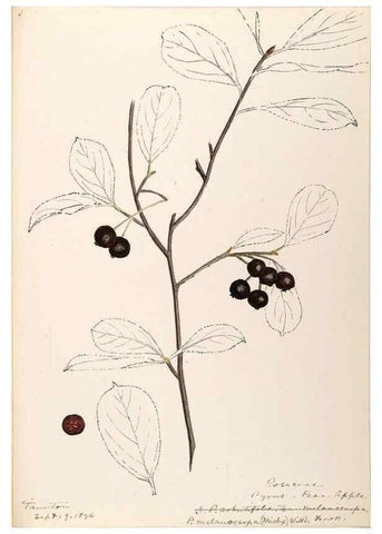 Reproducción/Reproduction 48788792156: [Water-color sketches of plants of North America and Europe]. . 