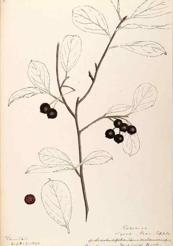 Reproducción/Reproduction 48788792156: [Water-color sketches of plants of North America and Europe]. . 