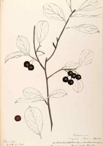 Reproducción/Reproduction 48788792156: [Water-color sketches of plants of North America and Europe]. . 