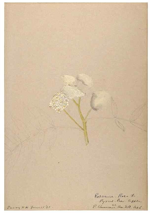 Reproducción/Reproduction 48788432068: [Water-color sketches of plants of North America and Europe]. . 