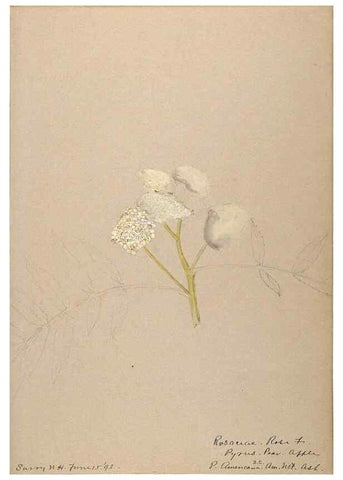 Reproducción/Reproduction 48788432068: [Water-color sketches of plants of North America and Europe]. . 