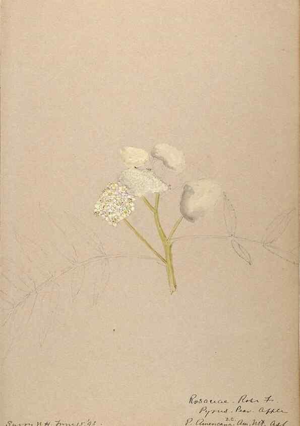 Reproducción/Reproduction 48788432068: [Water-color sketches of plants of North America and Europe]. . 