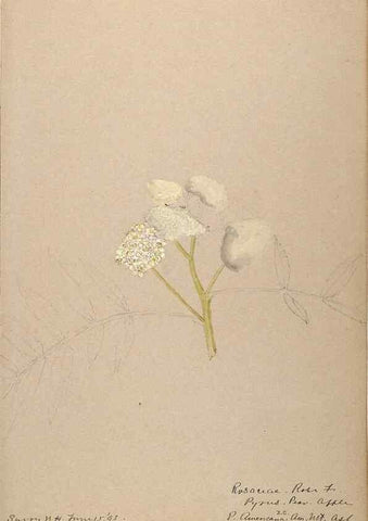 Reproducción/Reproduction 48788432068: [Water-color sketches of plants of North America and Europe]. . 