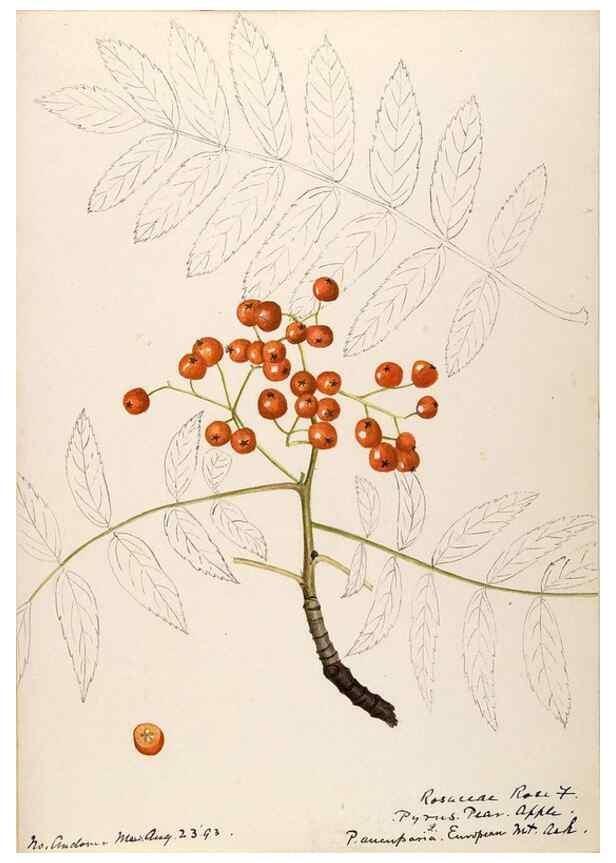 Reproducción/Reproduction 48788432513: [Water-color sketches of plants of North America and Europe]. . 