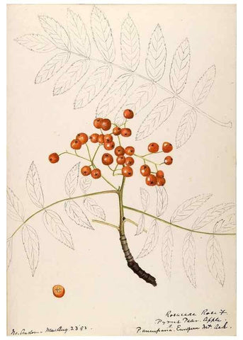 Reproducción/Reproduction 48788432513: [Water-color sketches of plants of North America and Europe]. . 