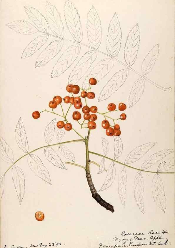 Reproducción/Reproduction 48788432513: [Water-color sketches of plants of North America and Europe]. . 