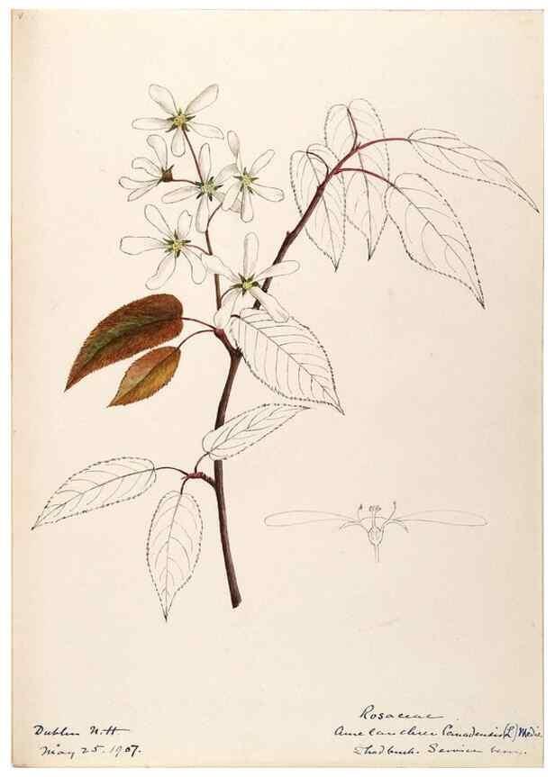 Reproducción/Reproduction 48788793351: [Water-color sketches of plants of North America and Europe]. . 