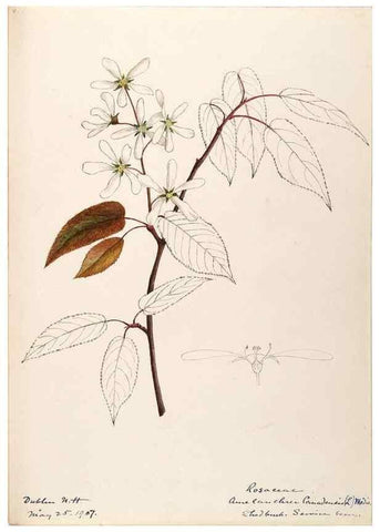 Reproducción/Reproduction 48788793351: [Water-color sketches of plants of North America and Europe]. . 
