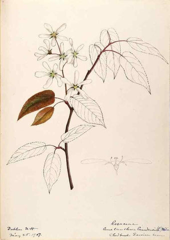 Reproducción/Reproduction 48788793351: [Water-color sketches of plants of North America and Europe]. . 