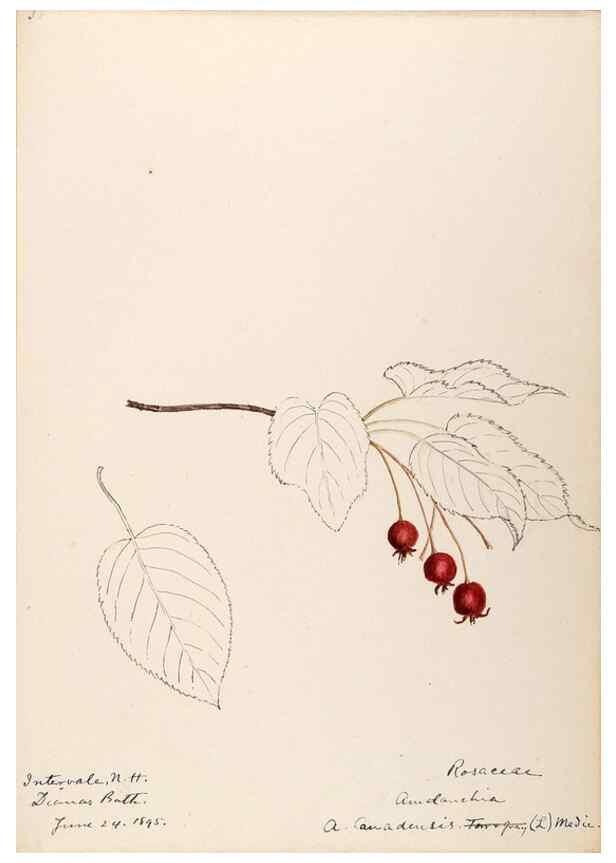 Reproducción/Reproduction 48788793811: [Water-color sketches of plants of North America and Europe]. . 