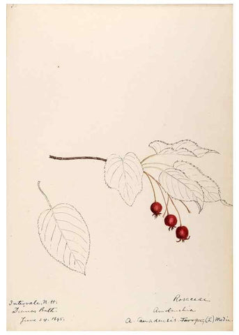 Reproducción/Reproduction 48788793811: [Water-color sketches of plants of North America and Europe]. . 