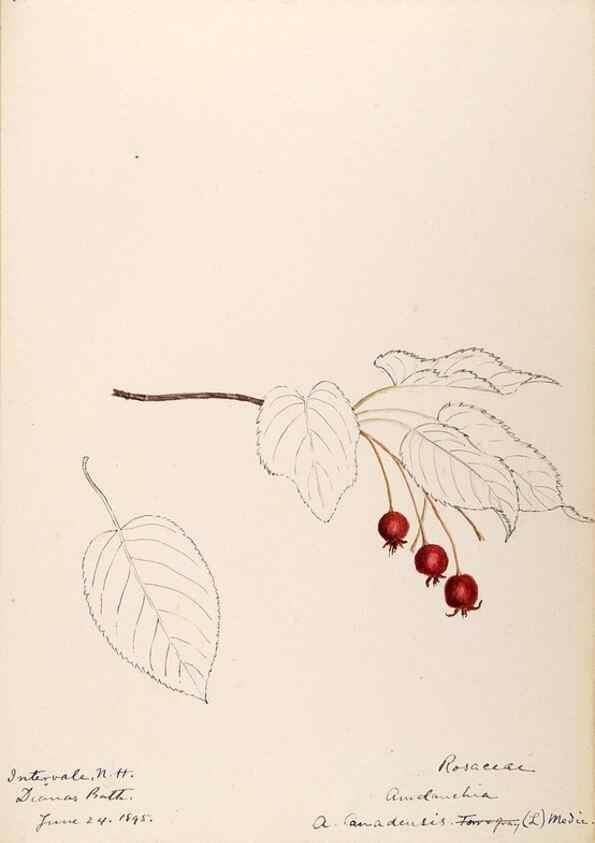 Reproducción/Reproduction 48788793811: [Water-color sketches of plants of North America and Europe]. . 