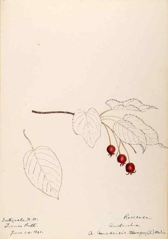 Reproducción/Reproduction 48788793811: [Water-color sketches of plants of North America and Europe]. . 