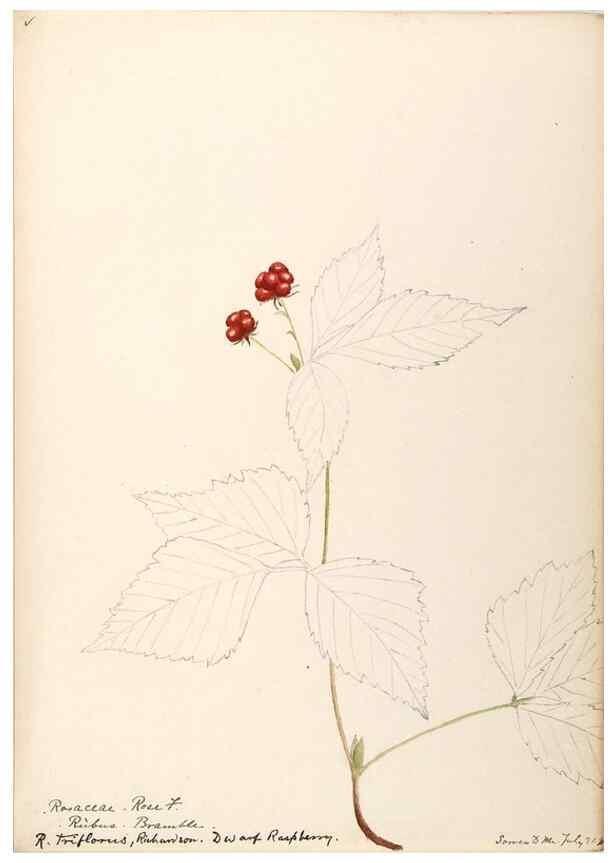 Reproducción/Reproduction 48788950762: [Water-color sketches of plants of North America and Europe]. . 