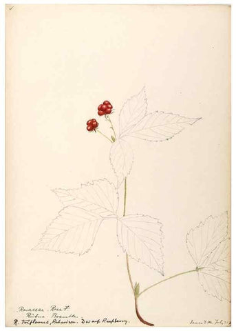 Reproducción/Reproduction 48788950762: [Water-color sketches of plants of North America and Europe]. . 