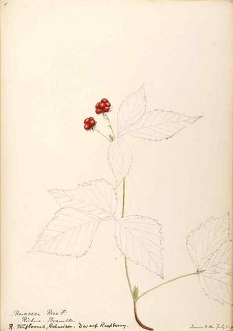 Reproducción/Reproduction 48788950762: [Water-color sketches of plants of North America and Europe]. . 
