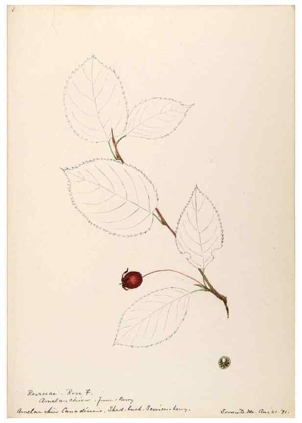Reproducción/Reproduction 48788939557: [Water-color sketches of plants of North America and Europe]. . 