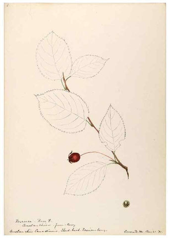 Reproducción/Reproduction 48788939557: [Water-color sketches of plants of North America and Europe]. . 