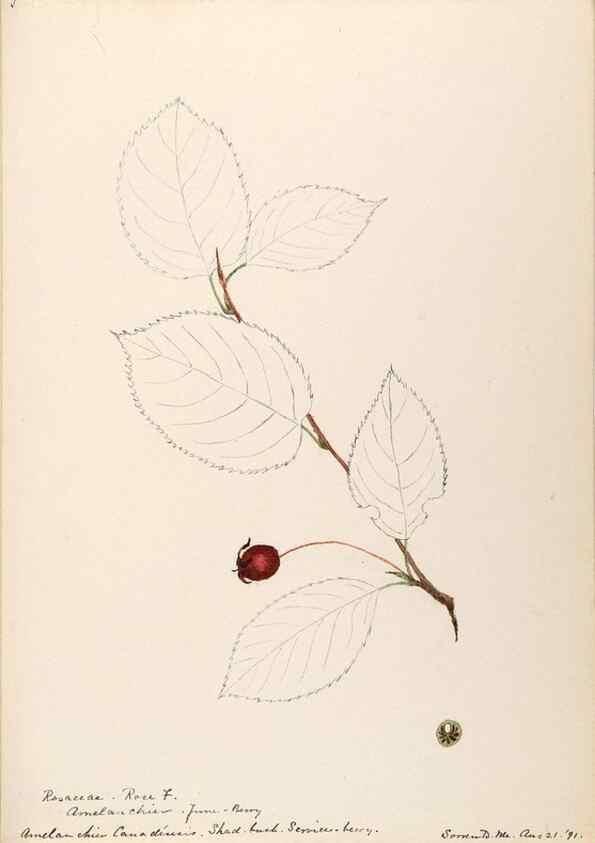 Reproducción/Reproduction 48788939557: [Water-color sketches of plants of North America and Europe]. . 