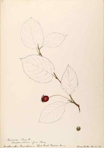 Reproducción/Reproduction 48788939557: [Water-color sketches of plants of North America and Europe]. . 