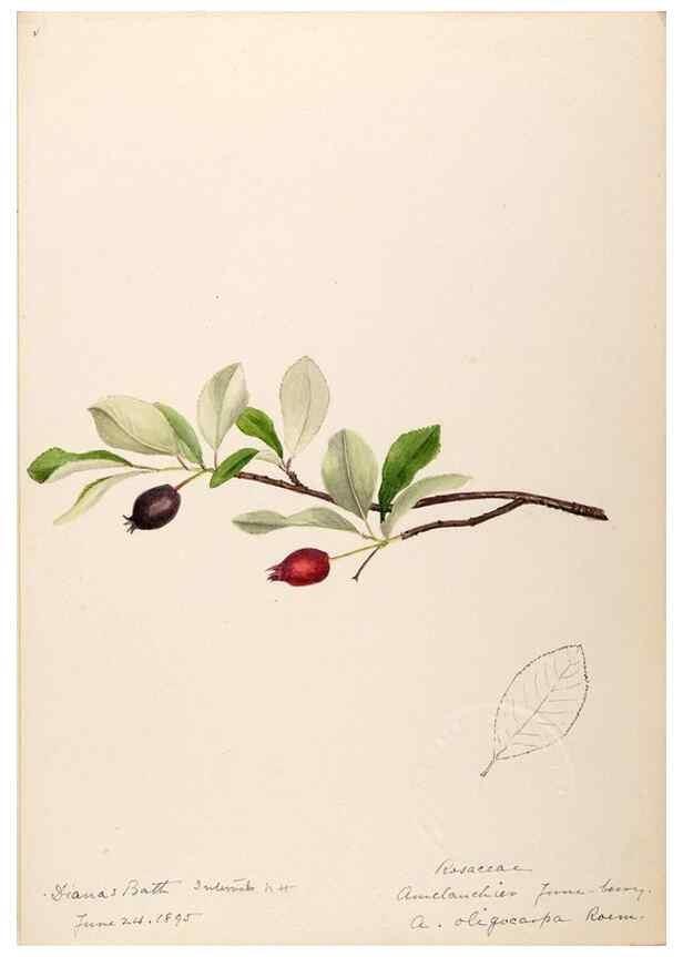 Reproducción/Reproduction 48788940397: [Water-color sketches of plants of North America and Europe]. . 