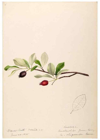 Reproducción/Reproduction 48788940397: [Water-color sketches of plants of North America and Europe]. . 