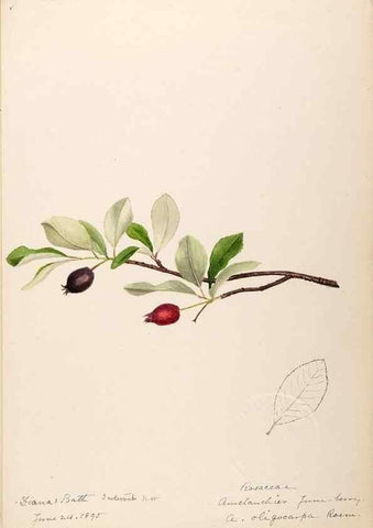 Reproducción/Reproduction 48788940397: [Water-color sketches of plants of North America and Europe]. . 